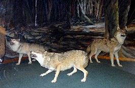 les loups au muséum de Bourges